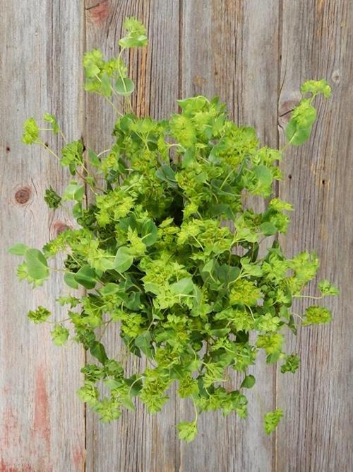  GREEN BUPLEURUM